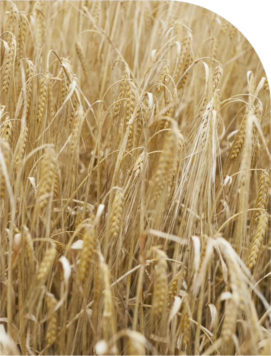 Champ de seigle français, matière première naturelle pour la marqueterie de l’Atelier Gabriel